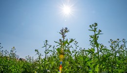 Hot weather and heat extremes